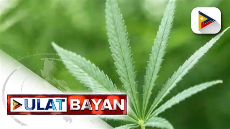 Paggamit ng marijuana for medical use, posible kaya sa  .
